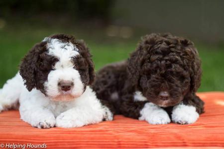 Lagotto Romagnolo for sale by MORAAMUZ