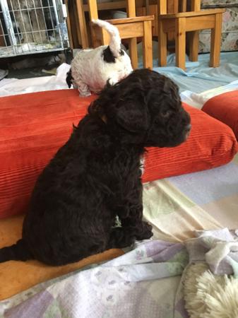 Lagotto Romagnolo for sale by MORAAMUZ