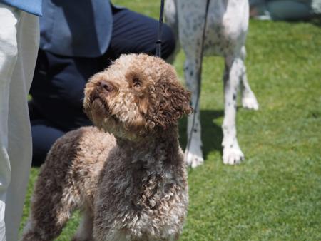 Lagotto Romagnolo for sale by MORAAMUZ
