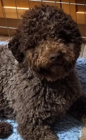 Lagotto Romagnolo for sale by MORAAMUZ