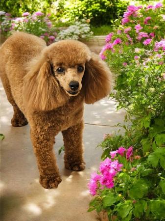 Poodle (Toy) for sale by LITTLELUVLES