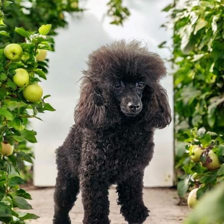 Poodle (Toy) for sale by LITTLELUVLES
