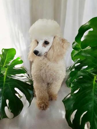 Poodle (Toy) for sale by LITTLELUVLES