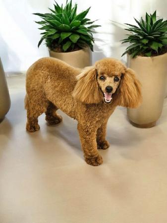 Poodle (Toy) for sale by LITTLELUVLES