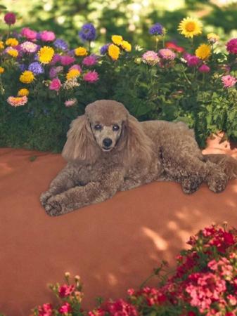 Poodle (Toy) for sale by LITTLELUVLES