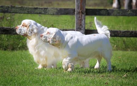 Clumber Spaniel for sale by KELTONHILL