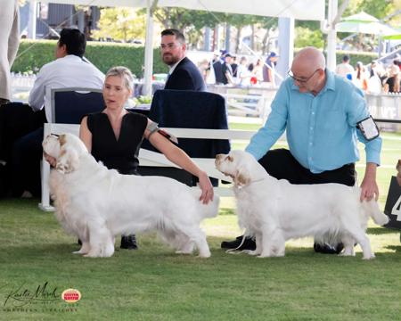 Clumber Spaniel for sale by KELTONHILL