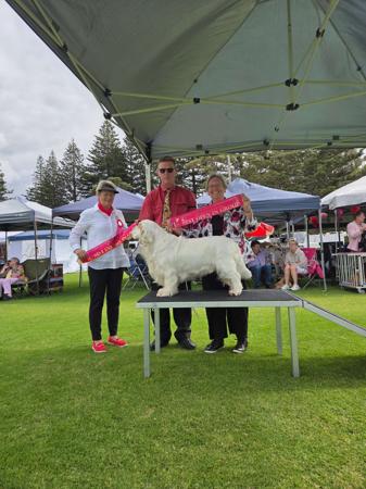 Clumber Spaniel for sale by KELTONHILL