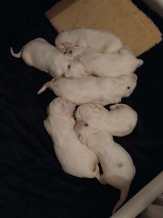 Clumber Spaniel puppy for sale by LEEBRU