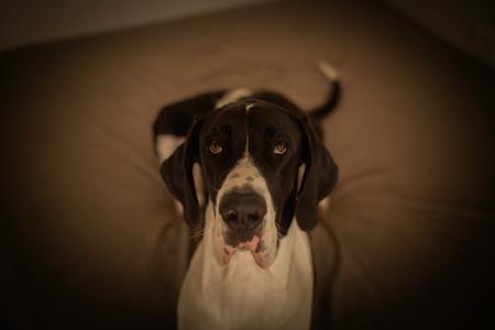 Great Dane dog for sale by TUXDANES