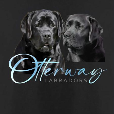 Labrador Retriever puppy for sale by OTTERWAY