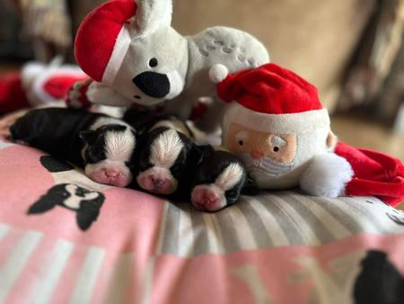 Boston Terrier for sale by DRUMSARA
