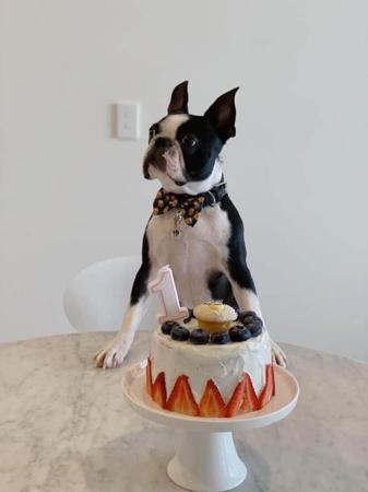 Boston Terrier for sale by DRUMSARA