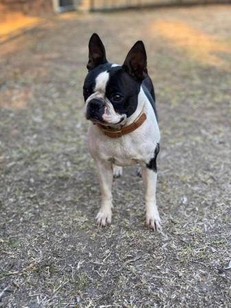 Boston Terrier for sale by DRUMSARA