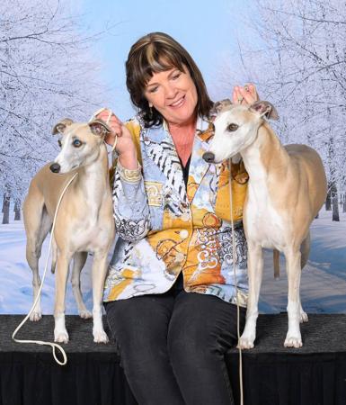 Whippet for sale by BEAULORIEN