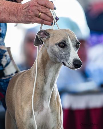 Whippet for sale by BEAULORIEN