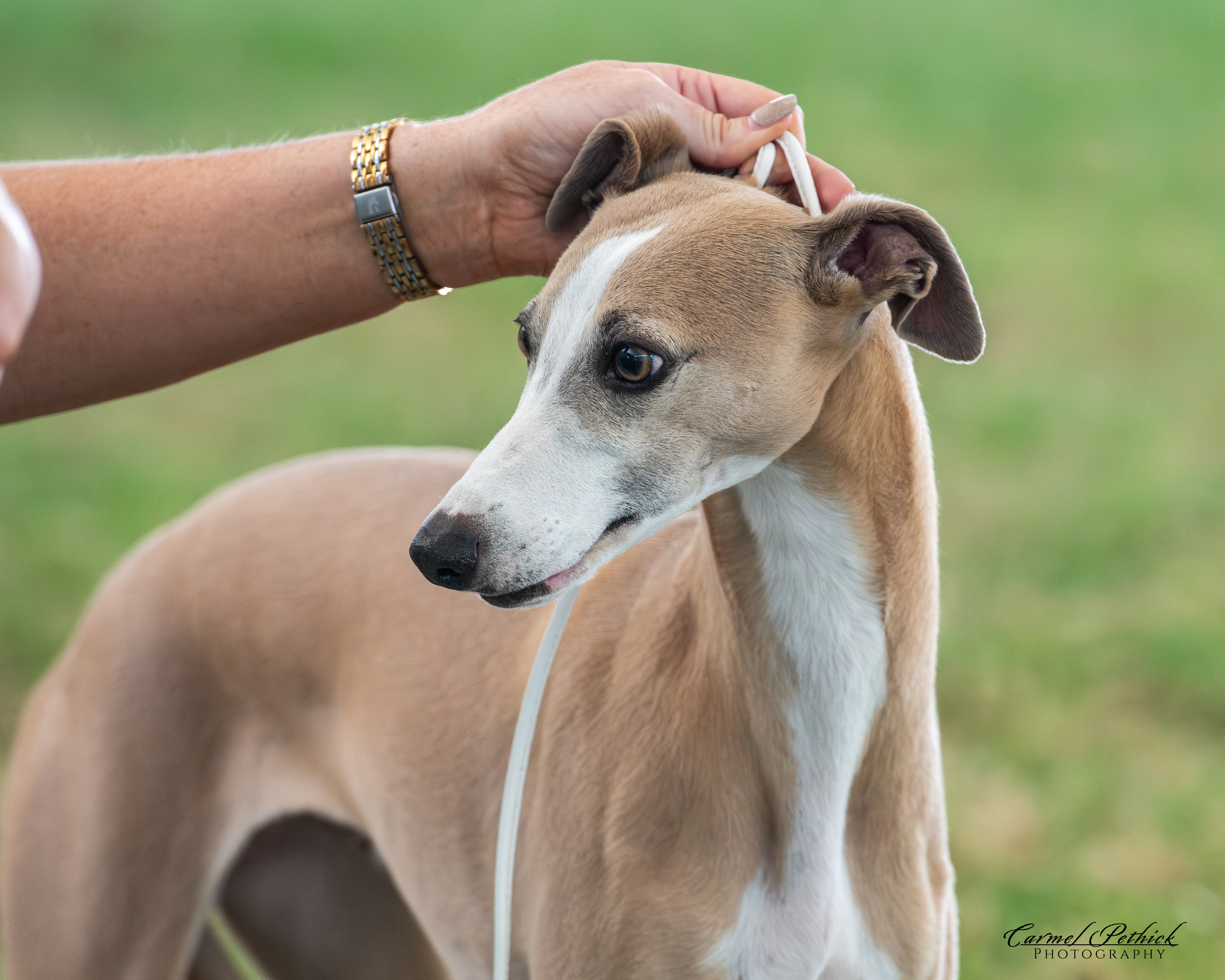 Whippet for sale by BEAULORIEN
