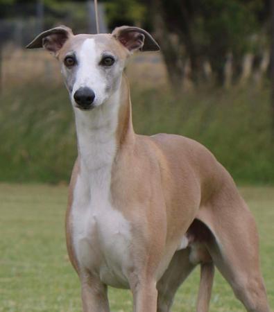 Whippet for sale by BEAULORIEN