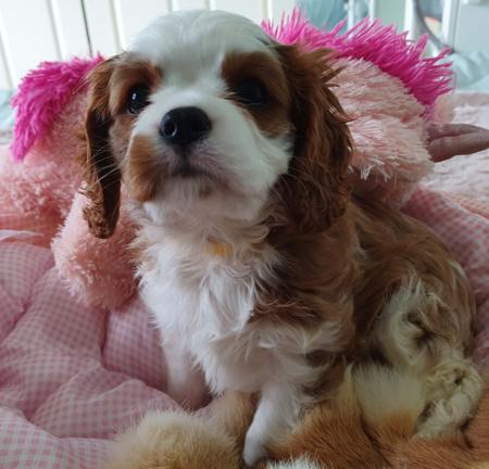 Cavalier King Charles Spaniel puppy for sale by CAVALIERLOVE
