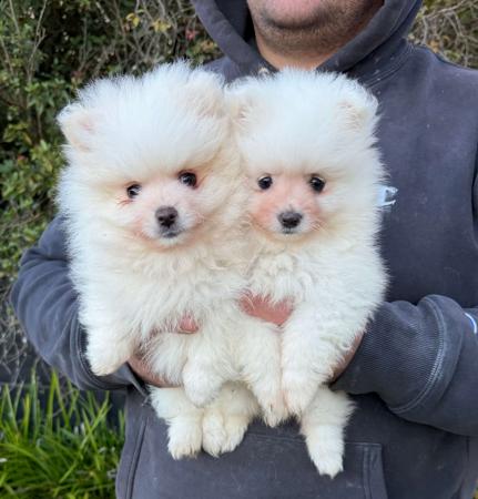 Pomeranian puppy for sale by TEAMDOG