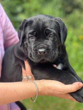 Cane Corso for sale by THORBEN