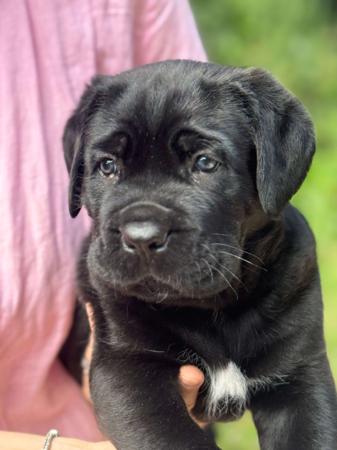 Cane Corso for sale by THORBEN