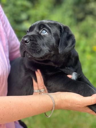 Cane Corso for sale by THORBEN