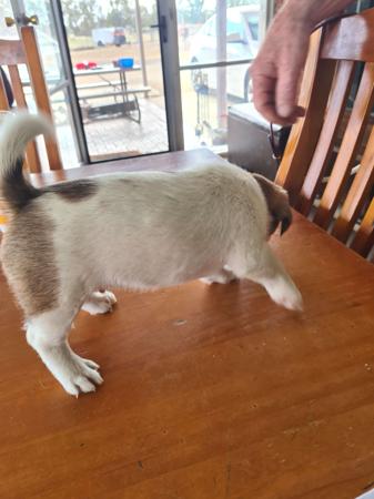 Jack Russell Terrier for sale by STORMYJACKS