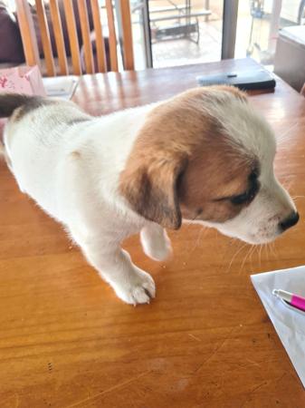 Jack Russell Terrier for sale by STORMYJACKS