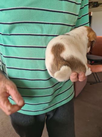 Jack Russell Terrier for sale by STORMYJACKS