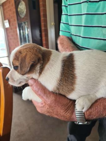 Jack Russell Terrier for sale by STORMYJACKS