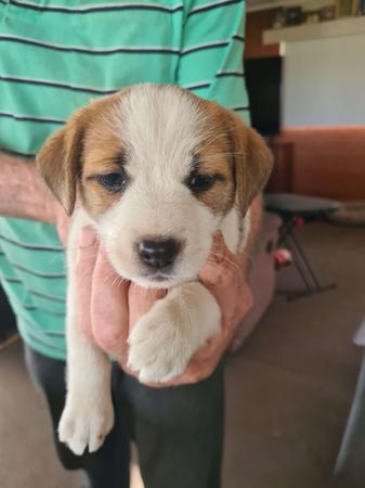 Jack Russell Terrier for sale by STORMYJACKS