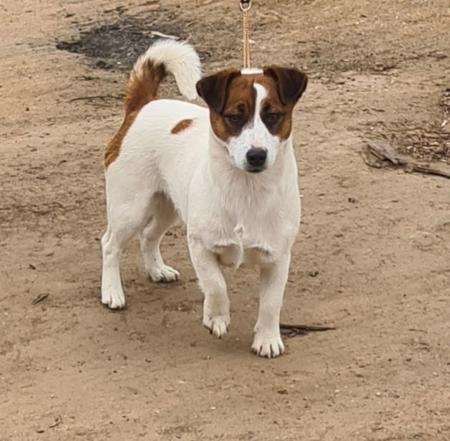 Jack Russell Terrier puppy for sale by STORMYJACKS