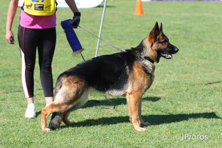 German Shepherd Dog for sale by BOZEEBKENNELS