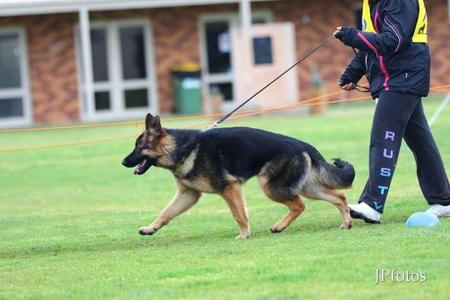 German Shepherd Dog for sale by BOZEEB