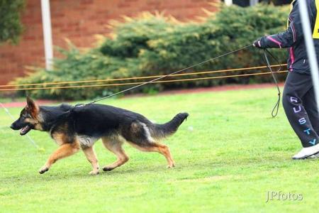 German Shepherd Dog for sale by BOZEEB