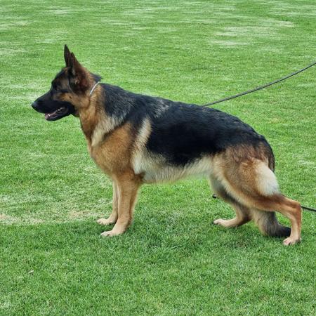 German Shepherd Dog for sale by BOZEEB