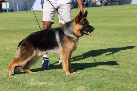 German Shepherd Dog for sale by BOZEEB