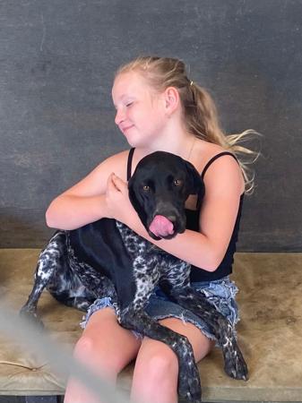 German Shorthaired Pointer for sale by FREEZEPOINT