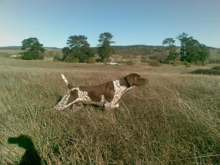 German Shorthaired Pointer for sale by FREEZEPOINT