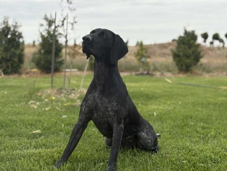 German Shorthaired Pointer for sale by FREEZEPOINT