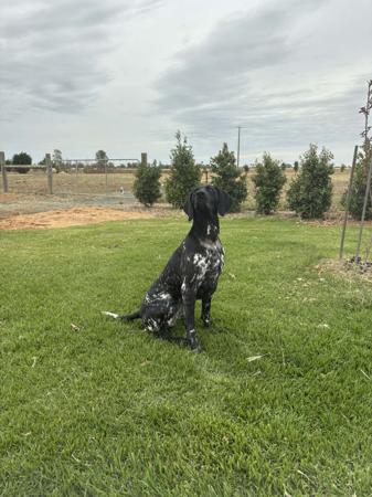 German Shorthaired Pointer for sale by FREEZEPOINT
