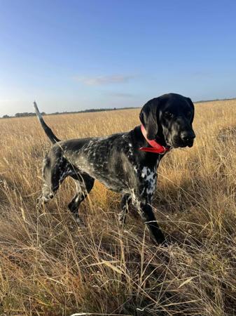 German Shorthaired Pointer for sale by FREEZEPOINT