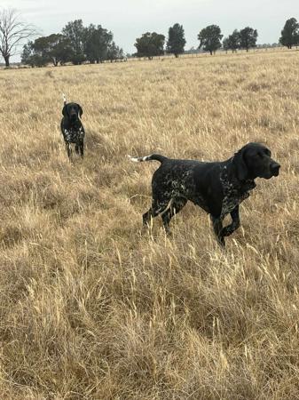 German Shorthaired Pointer for sale by FREEZEPOINT