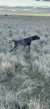 German Shorthaired Pointer for sale by FREEZEPOINT
