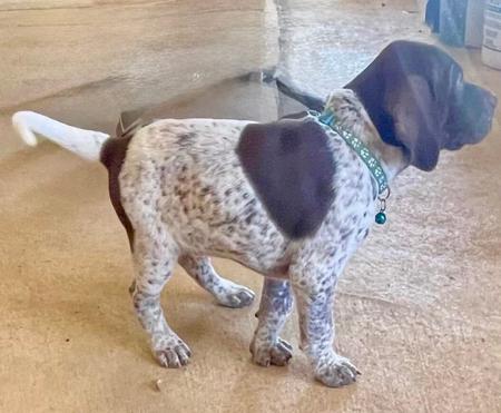 German Shorthaired Pointer for sale by FREEZEPOINT