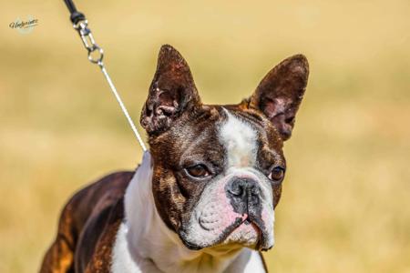 Boston Terrier for sale by RALENTI