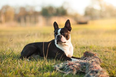 Boston Terrier for sale by RALENTI