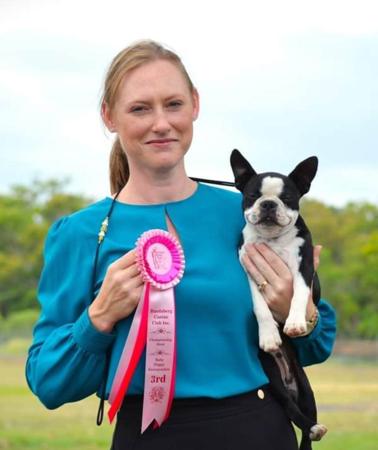 Boston Terrier for sale by RALENTI