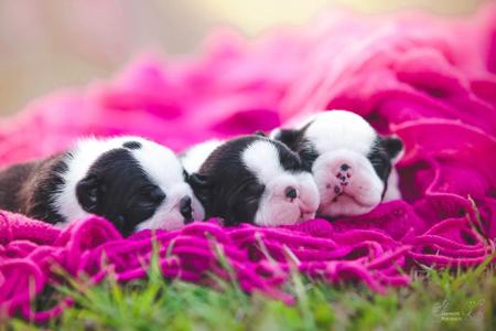 Boston Terrier for sale by RALENTI